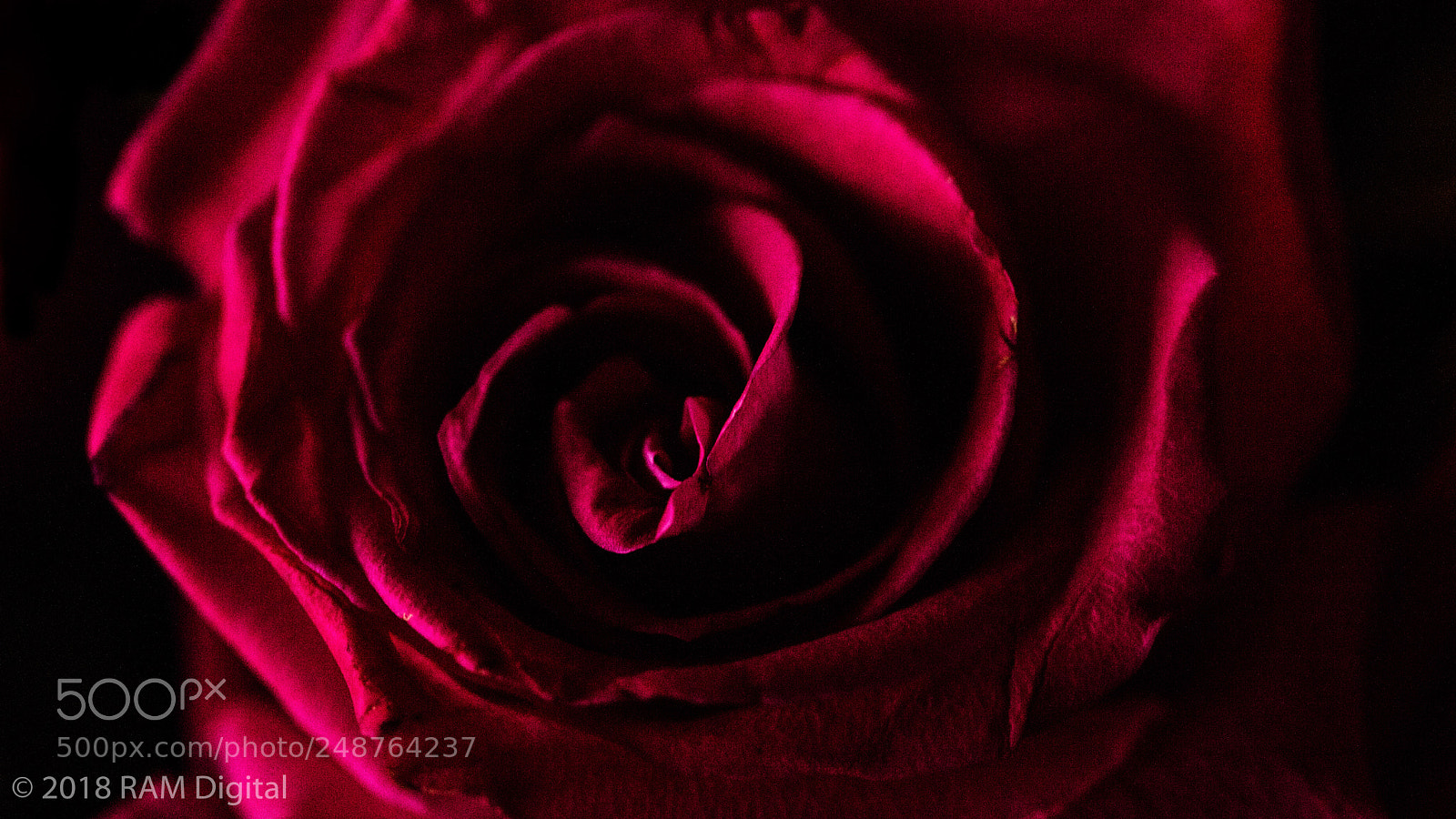 Canon EOS 5DS R sample photo. Roses are pink photography