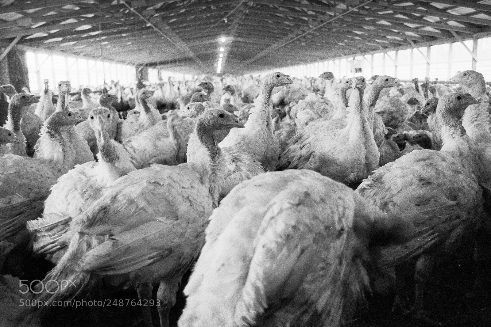 Nikon D850 sample photo. Turkey barn photography