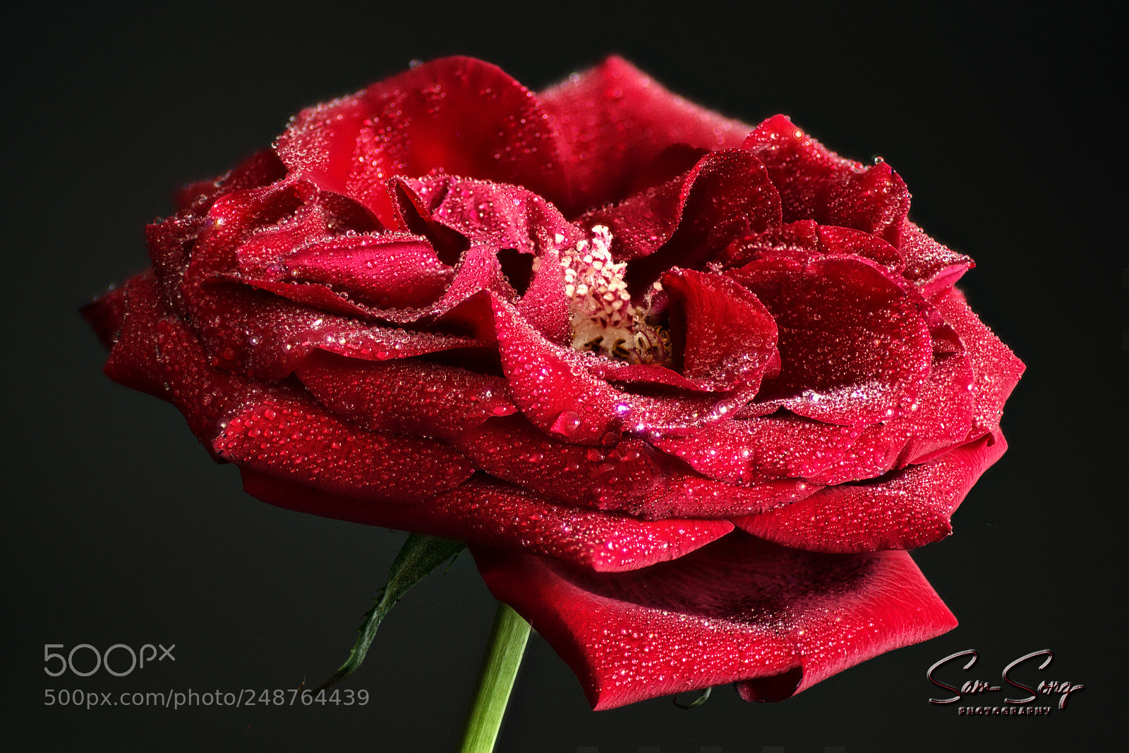 Nikon D600 sample photo. A rose in my photography
