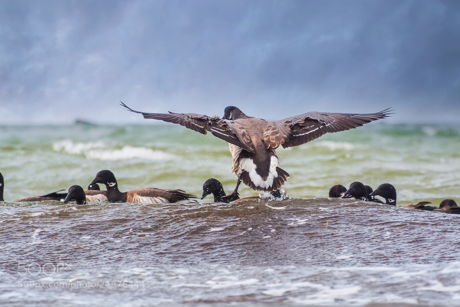 Nikon D500 sample photo. Brant on the coast photography