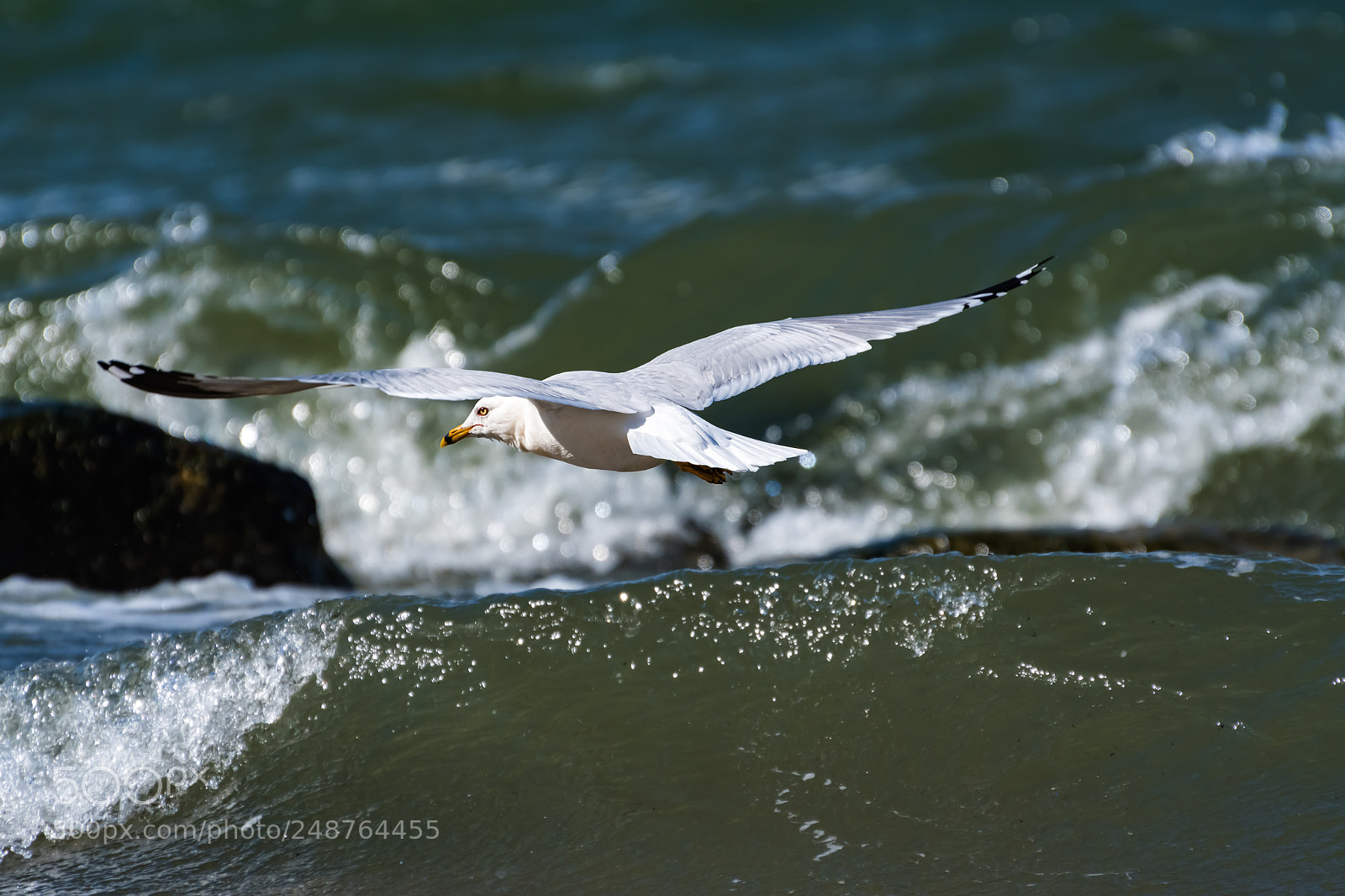 Nikon D500 sample photo. Seagulls are quite beautiful photography