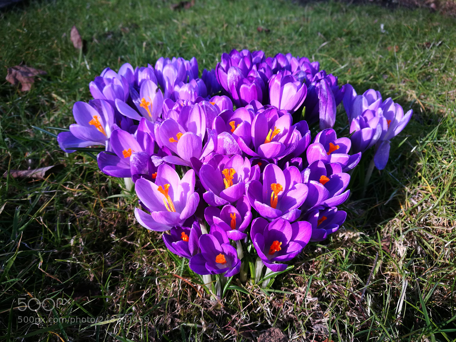 HUAWEI P9 sample photo. Flowers photography