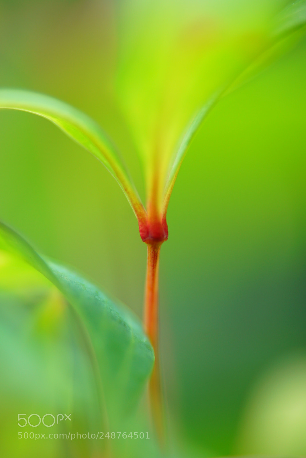 Sony a7S sample photo. Hidden treasures photography