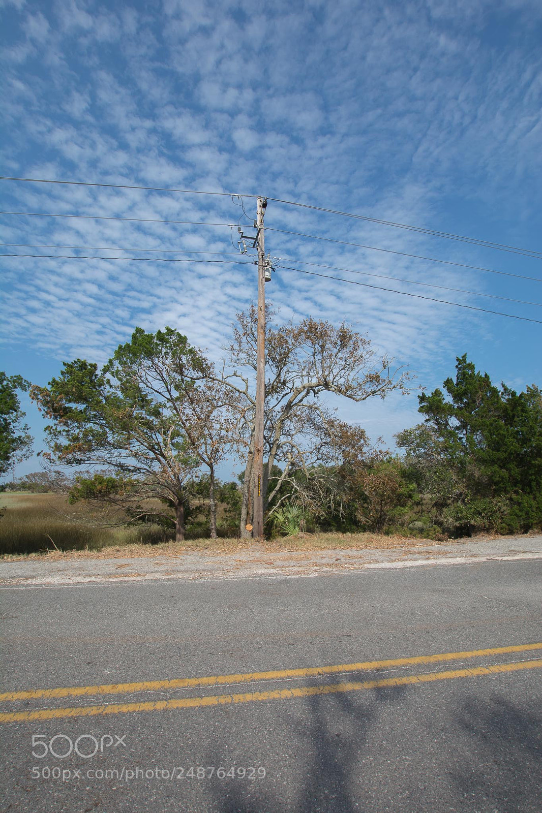 Nikon D7100 sample photo. Tree photography