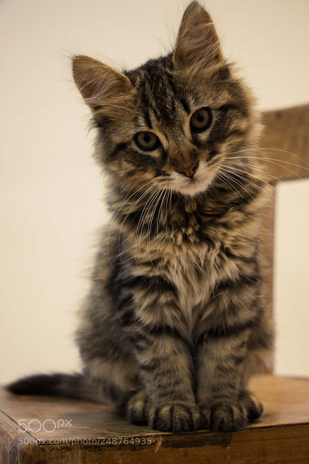 Canon EOS 700D (EOS Rebel T5i / EOS Kiss X7i) sample photo. Img photography