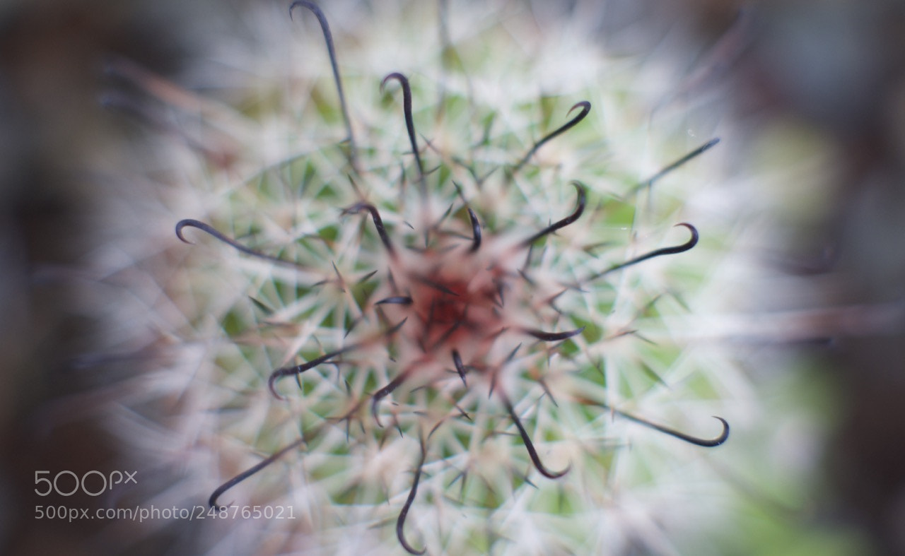 Sony SLT-A77 sample photo. Cactus photography