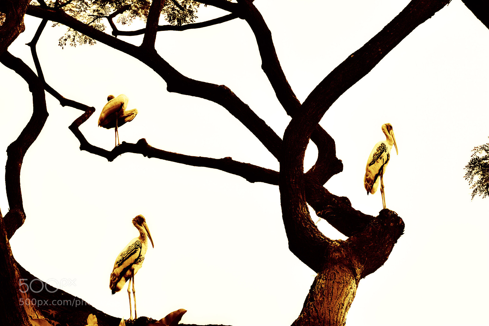 Nikon D500 sample photo. Birds on tree canvas photography