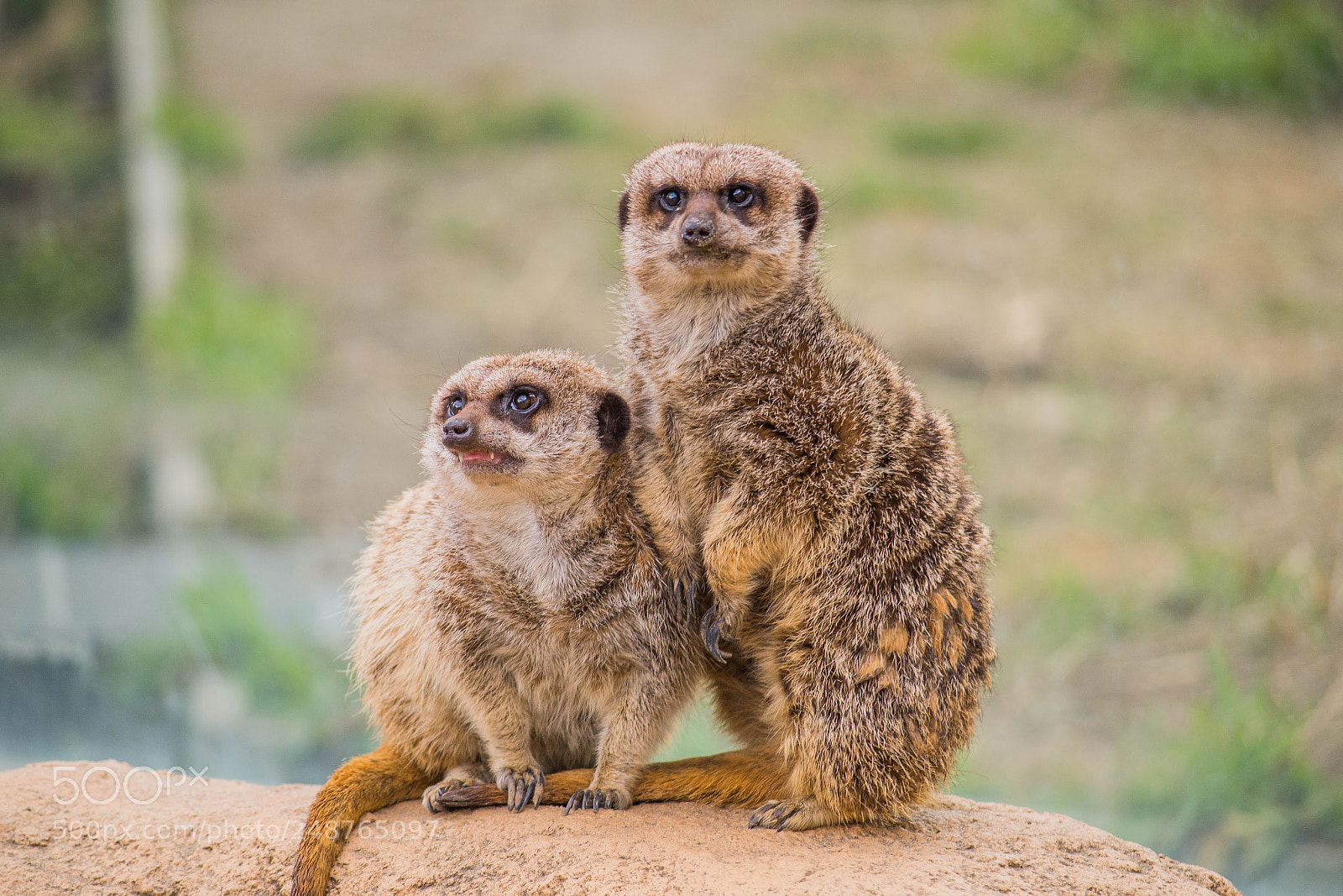 Pentax K-S2 sample photo. Meerkats photography