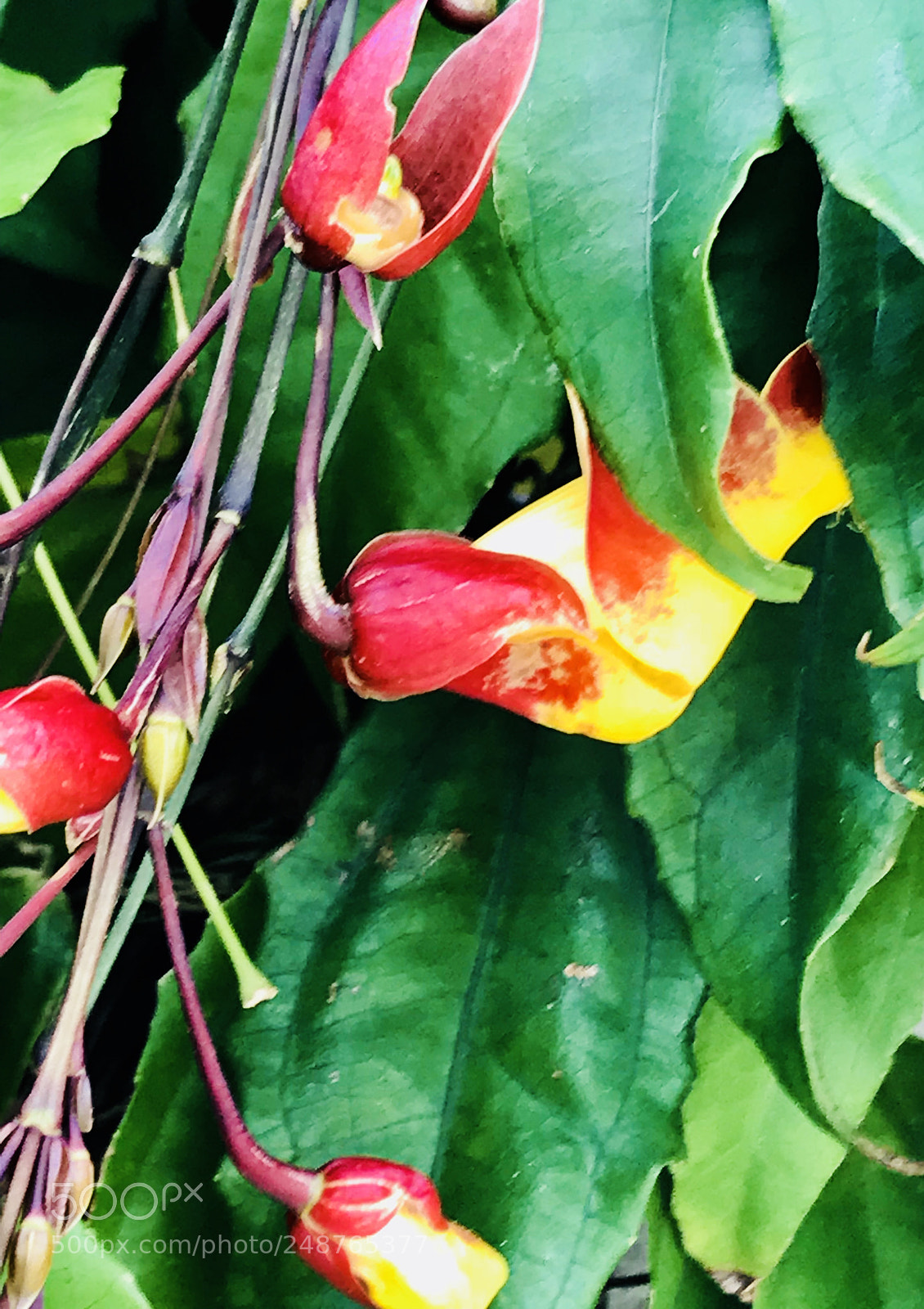 Apple iPhone 7 Plus sample photo. Colors photography