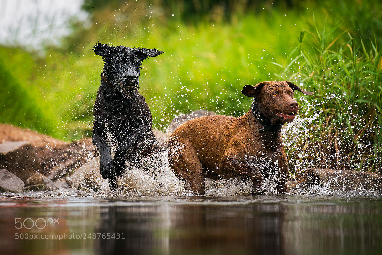 Sony a9 sample photo. Teamplay photography