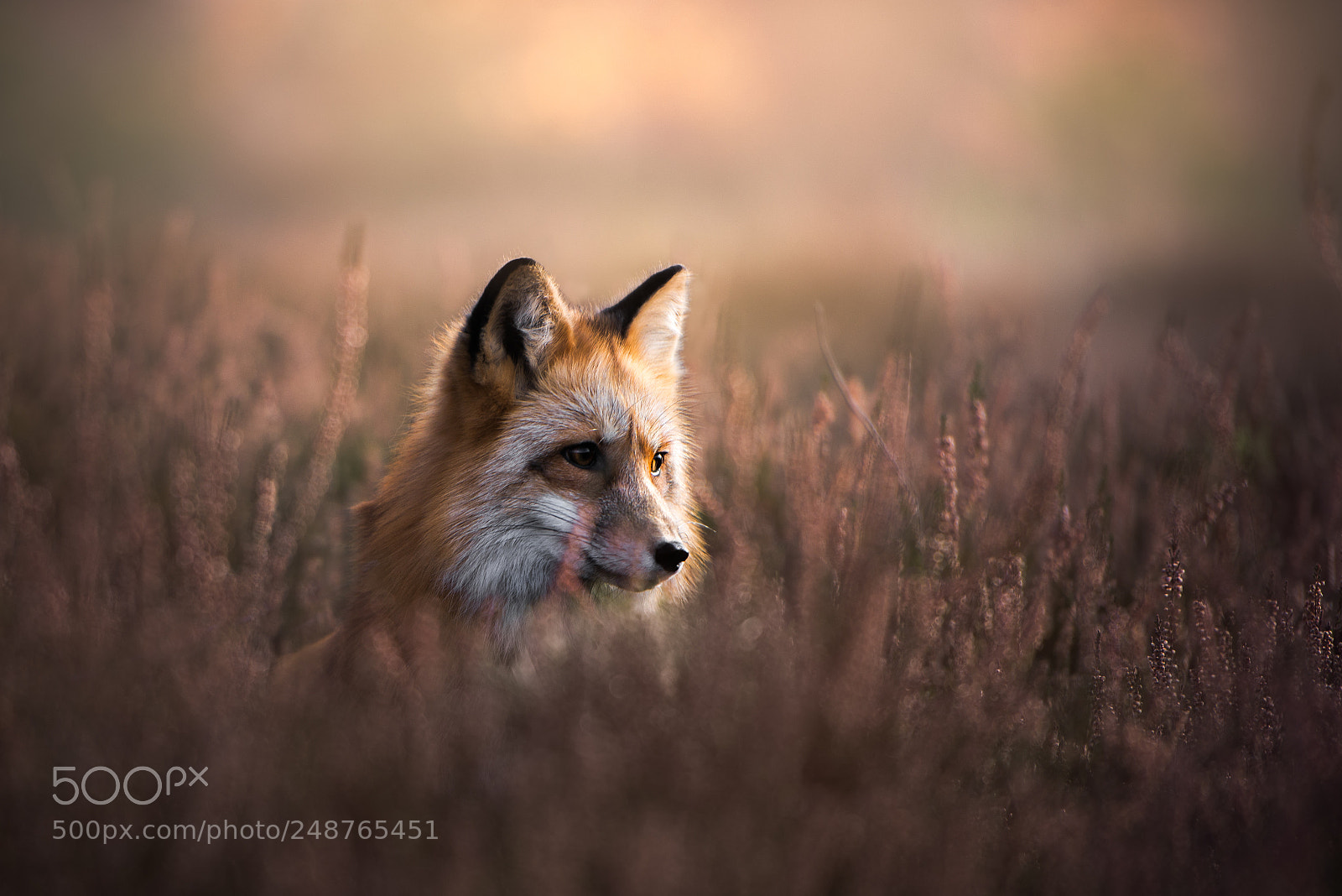Nikon D610 sample photo. Heathland photography