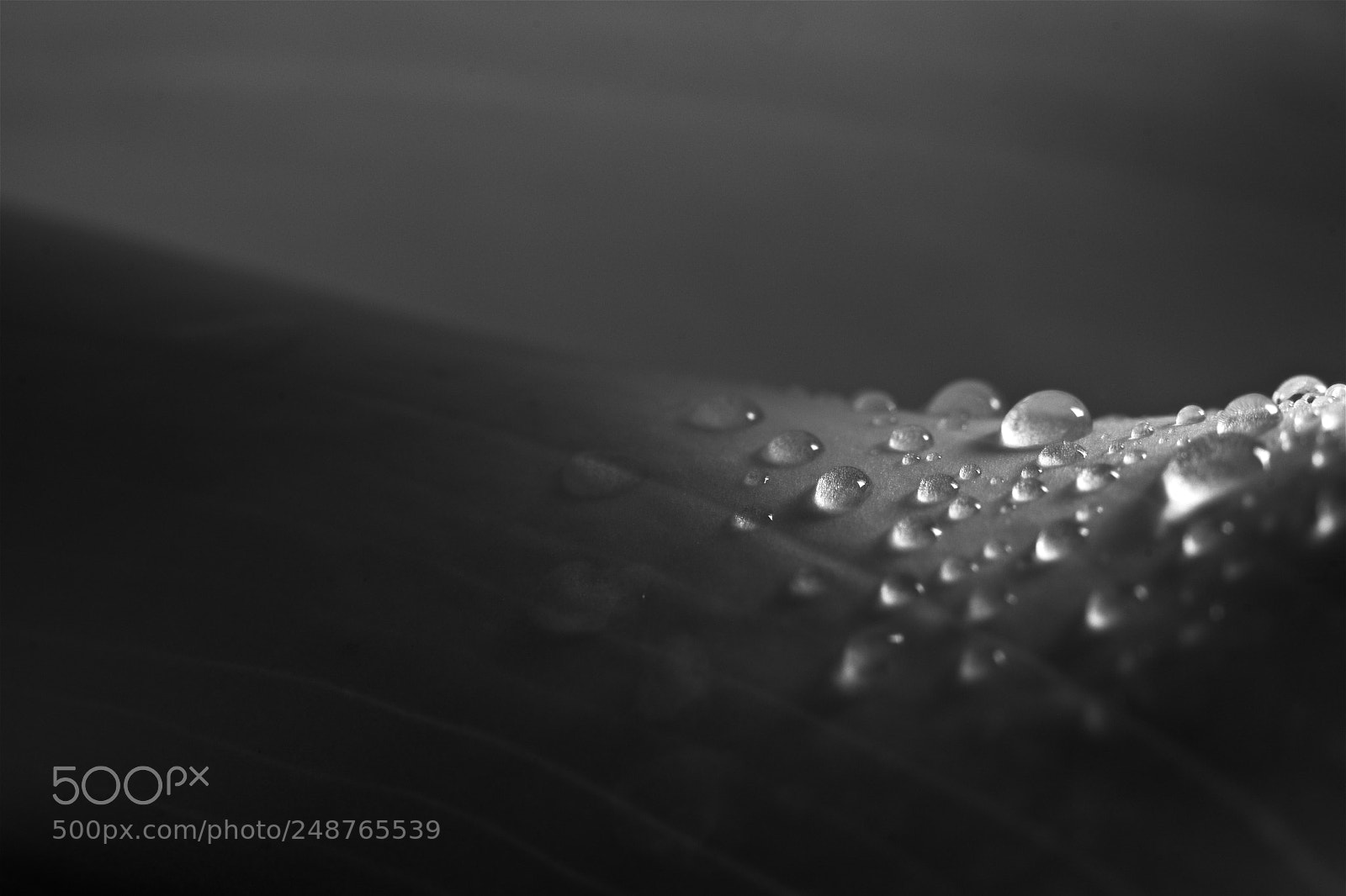 Nikon D800 sample photo. Morning dew on first photography