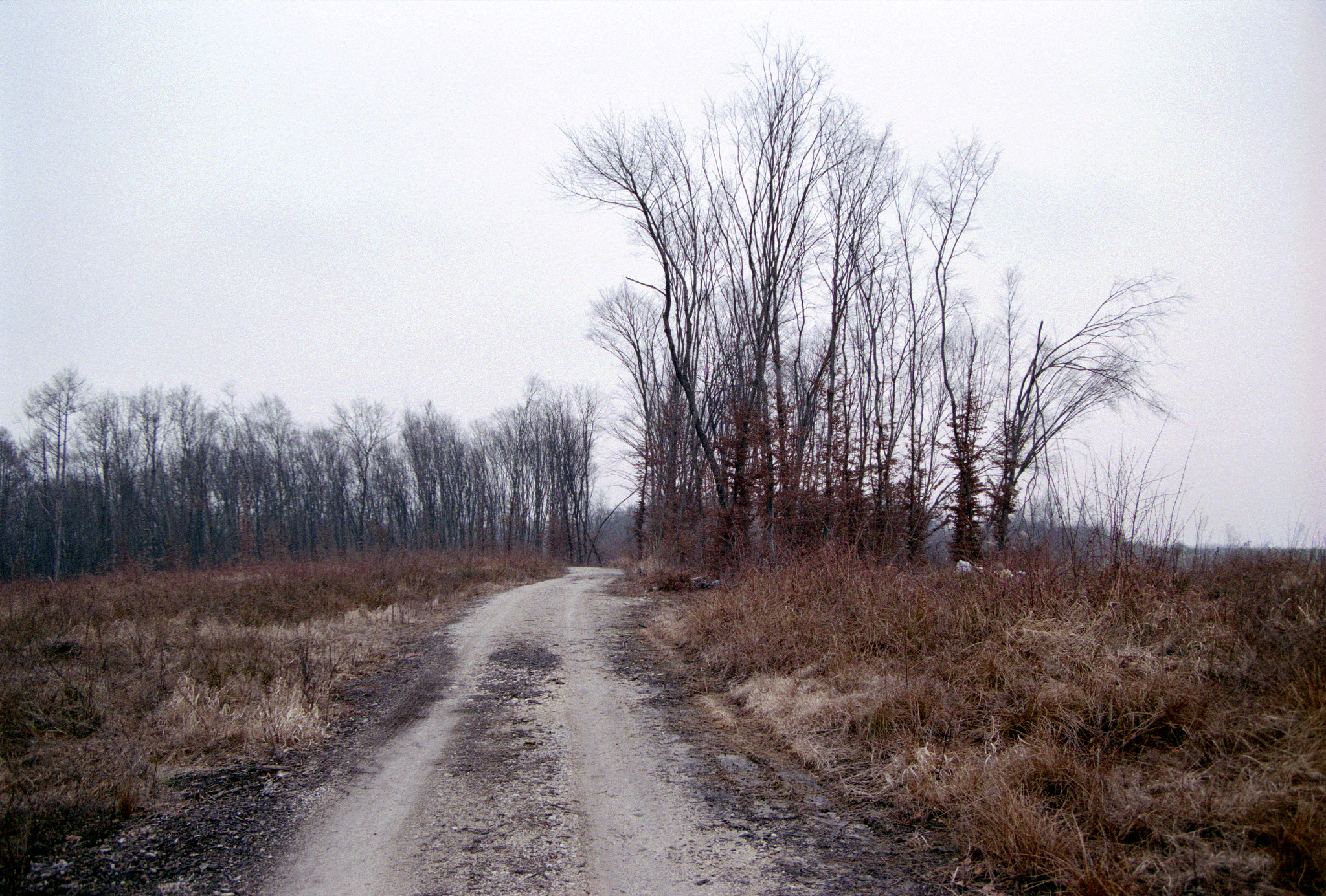 Pentax MZ-S sample photo. Remnants of the forest february 2017. photography