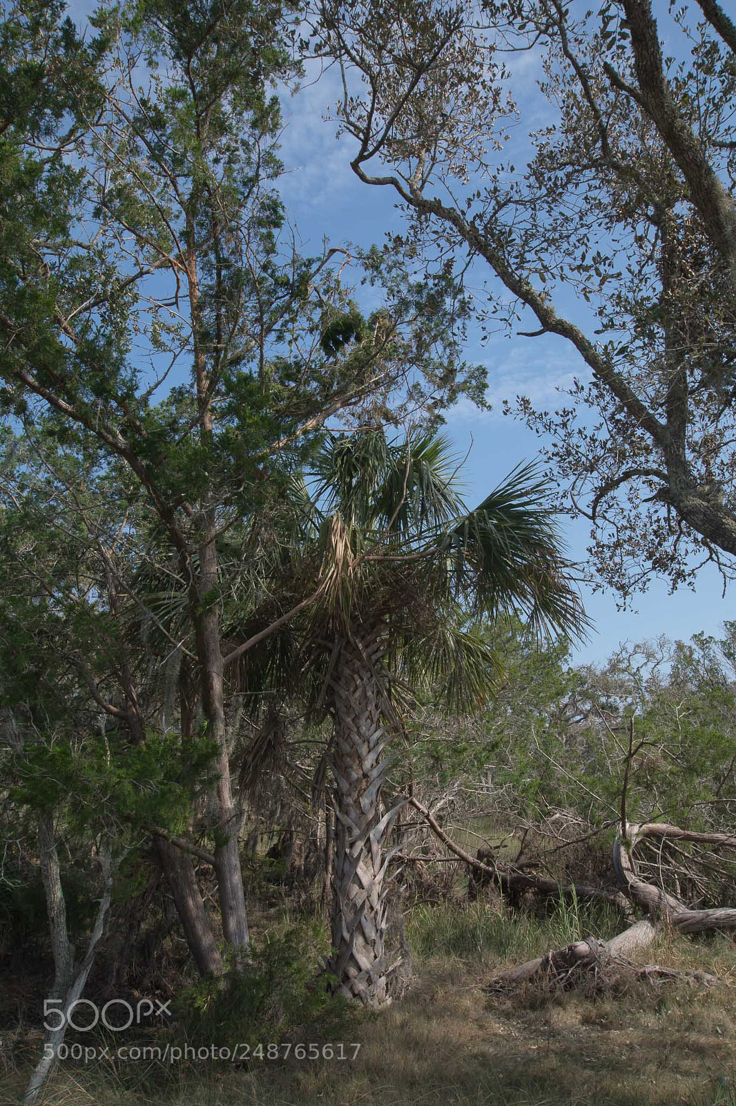 Nikon D7100 sample photo. Palm photography