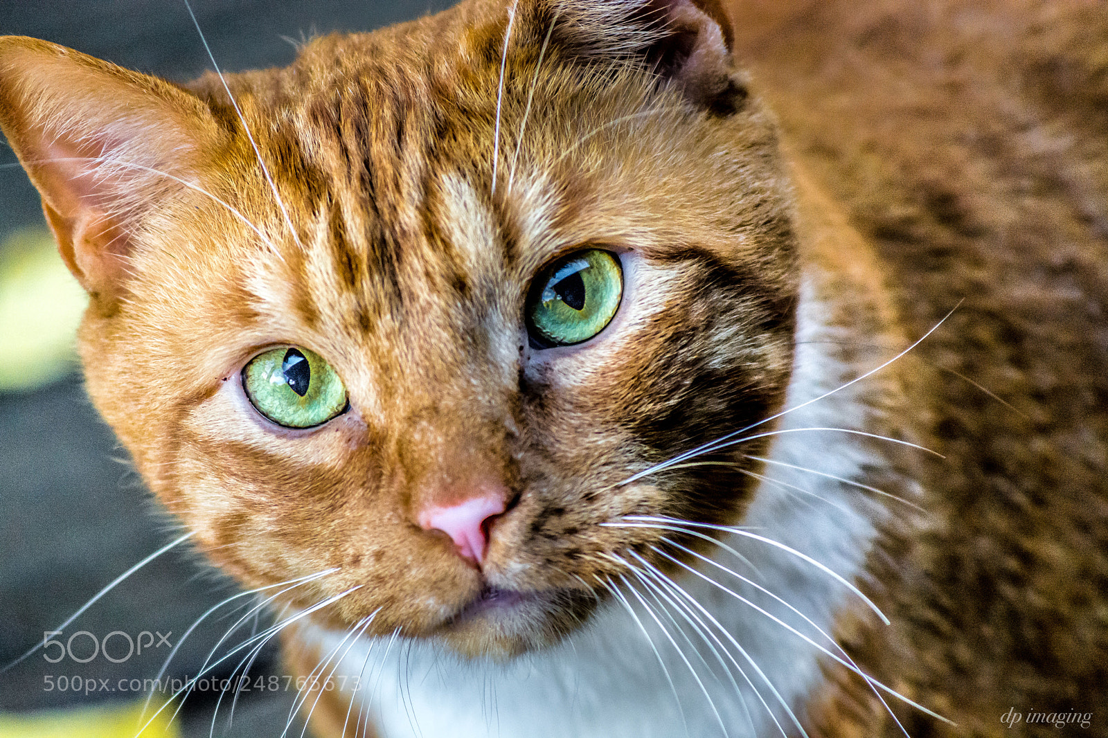 Nikon D7100 sample photo. Big tom photography