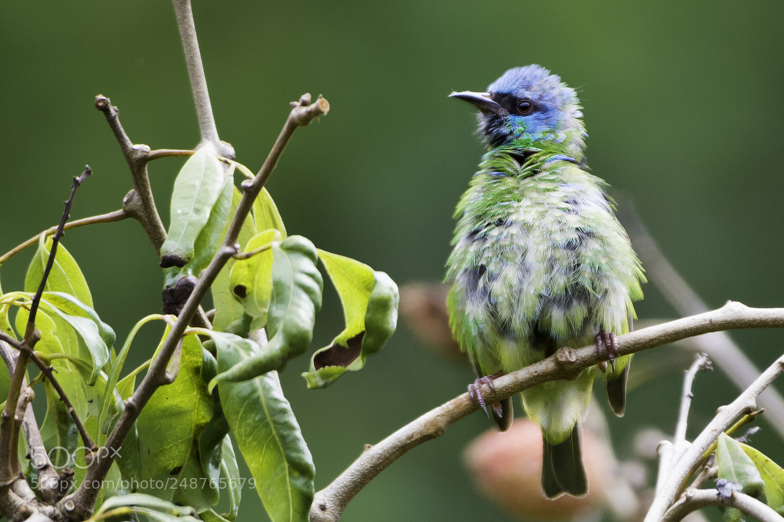 Nikon D7100 sample photo. Young blue dacnis photography
