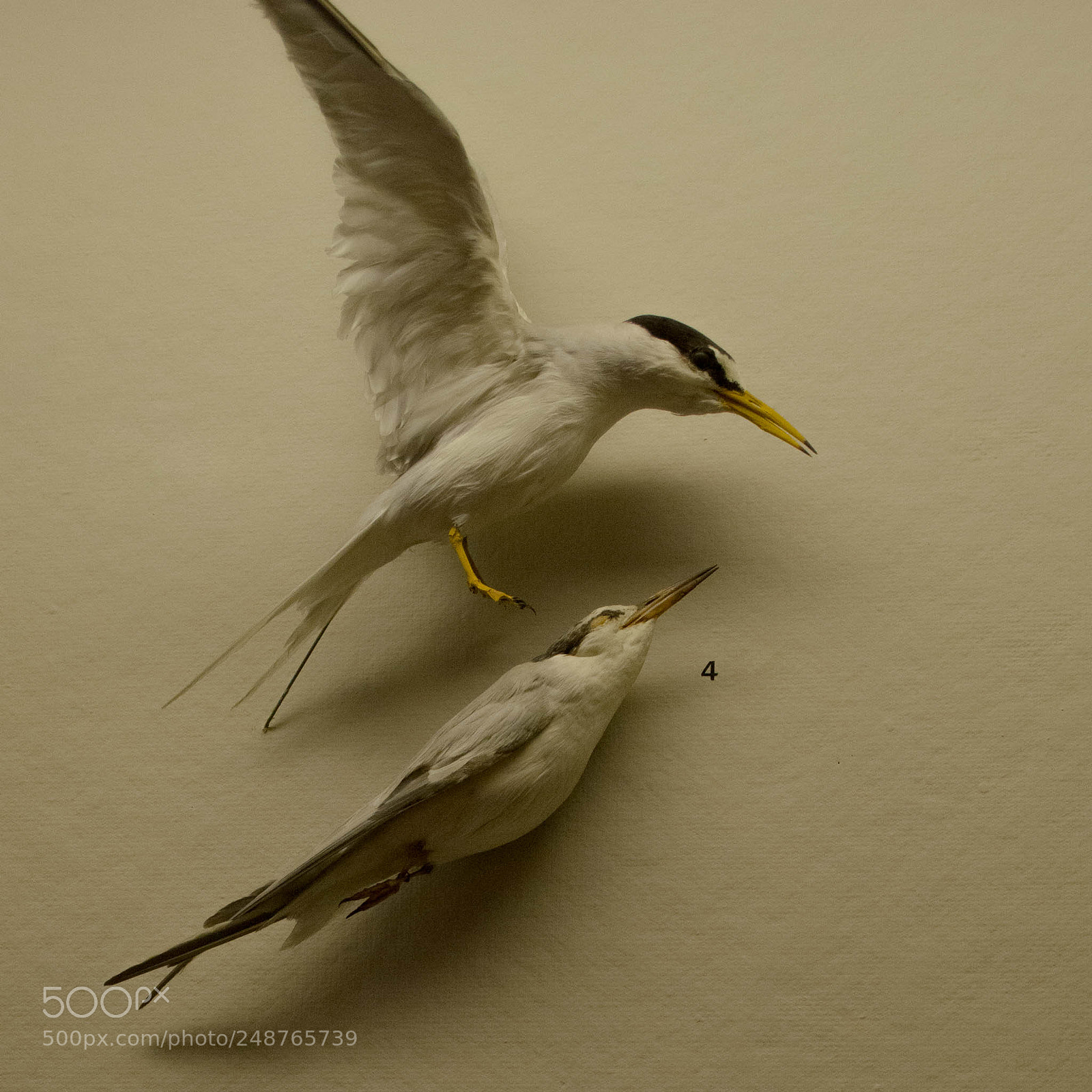 Nikon D7100 sample photo. Birds photography