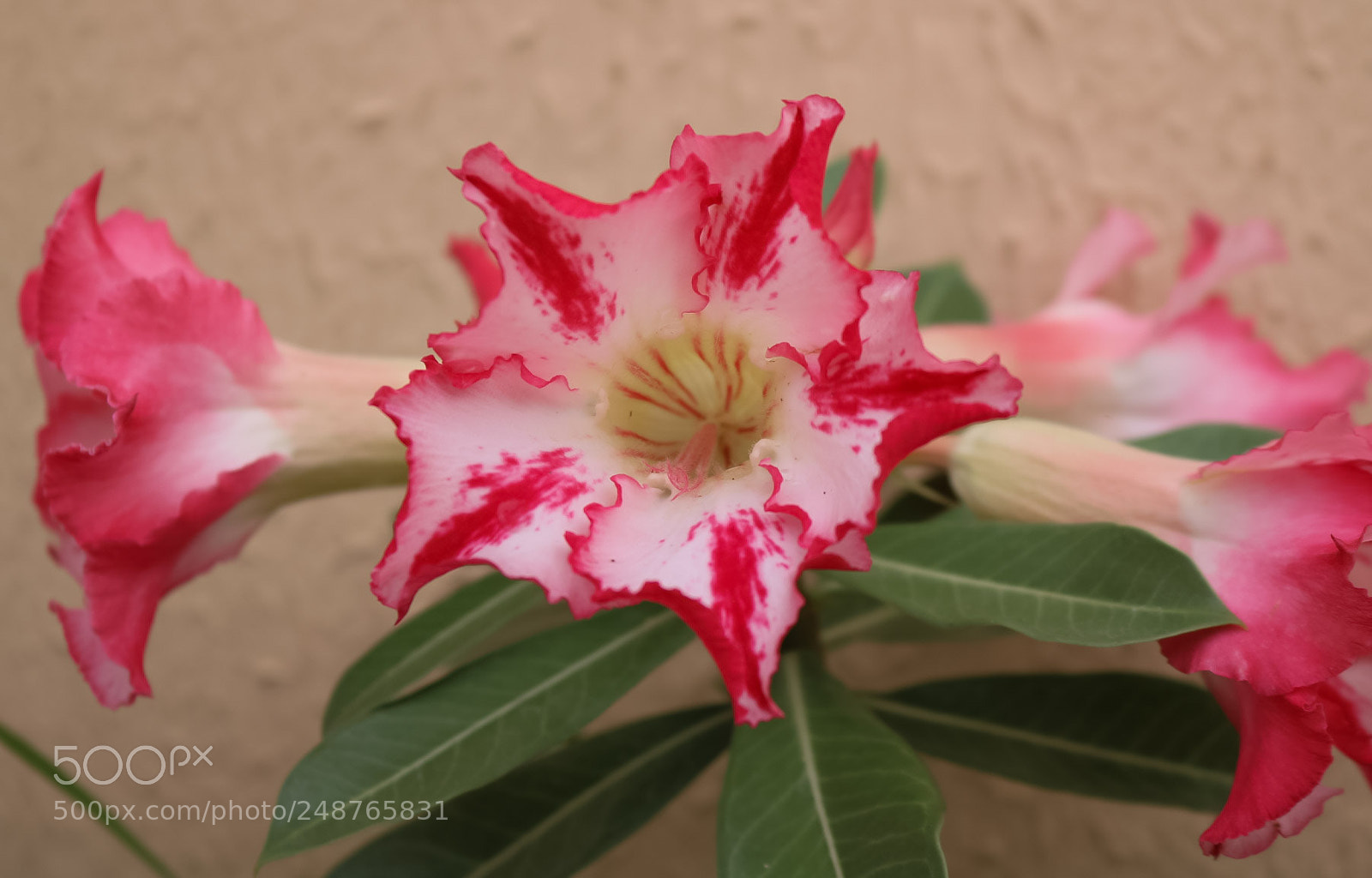 Canon EOS 750D (EOS Rebel T6i / EOS Kiss X8i) sample photo. Untitled photography