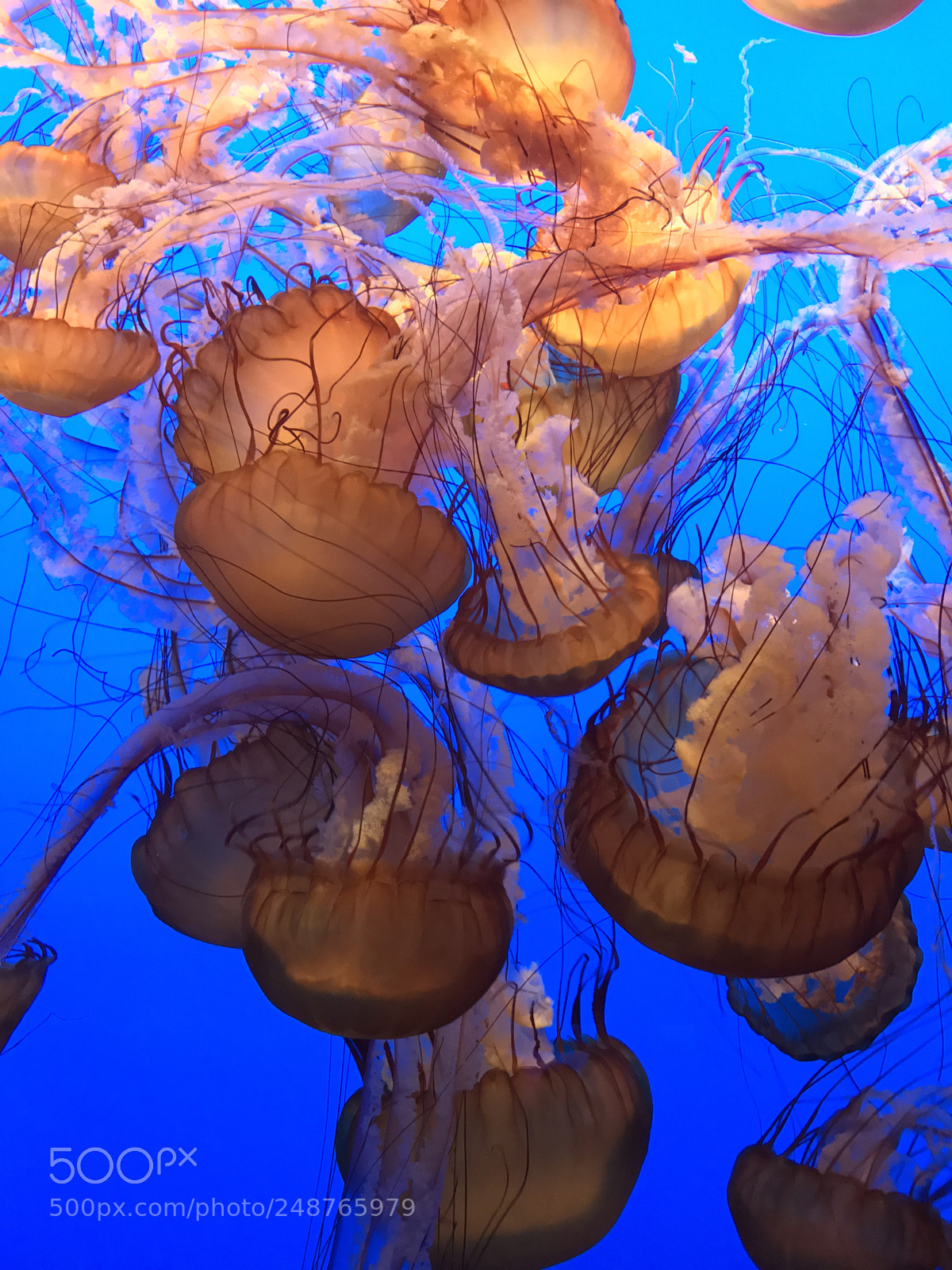 Apple iPhone 7 sample photo. Swarm of jellyfish photography