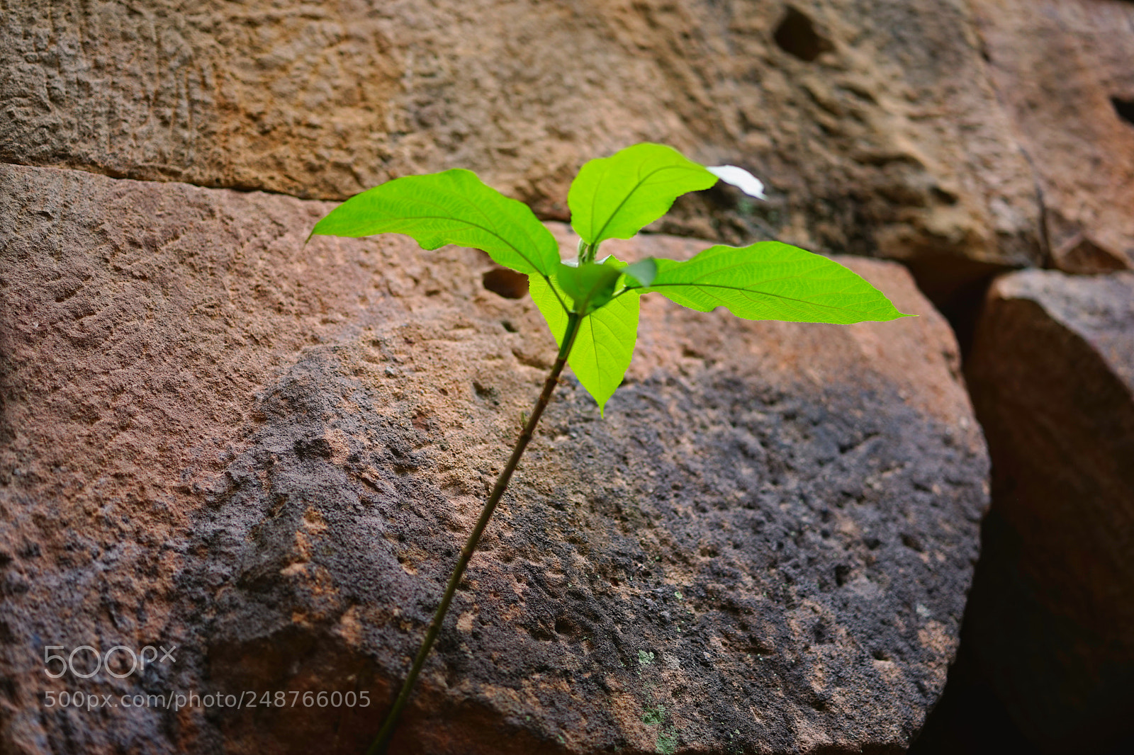 Sony a7 sample photo. Untitled photography