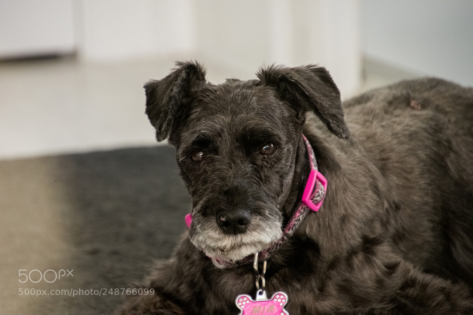 Nikon D7200 sample photo. Mia photography