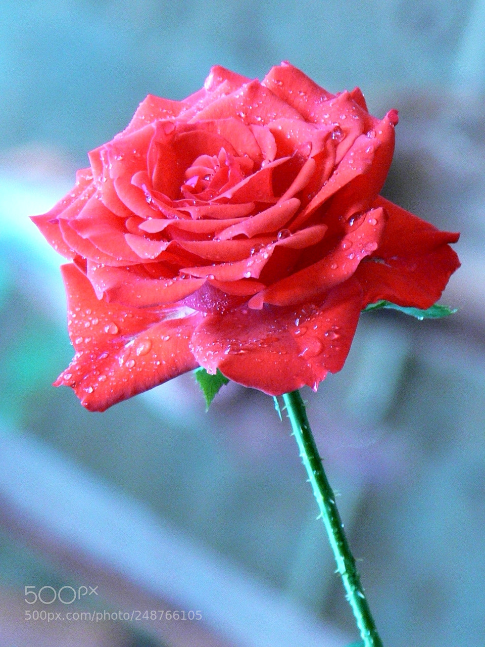 Panasonic DMC-FZ30 sample photo. After rain photography