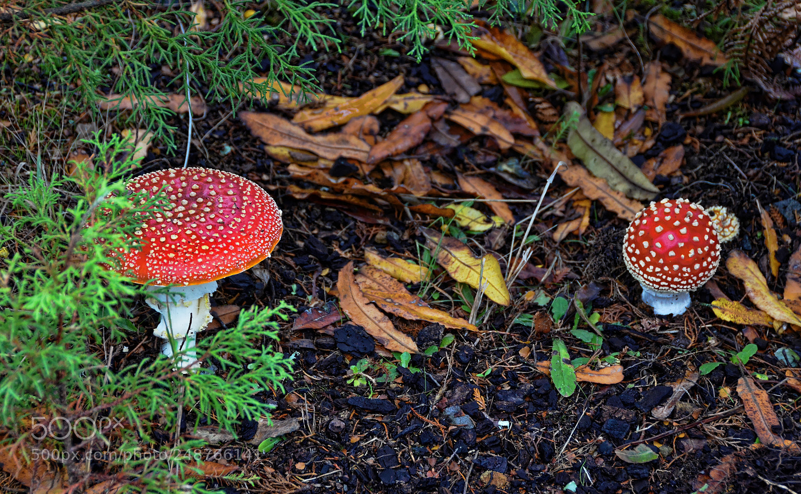 Nikon D5100 sample photo. Mushrooms photography
