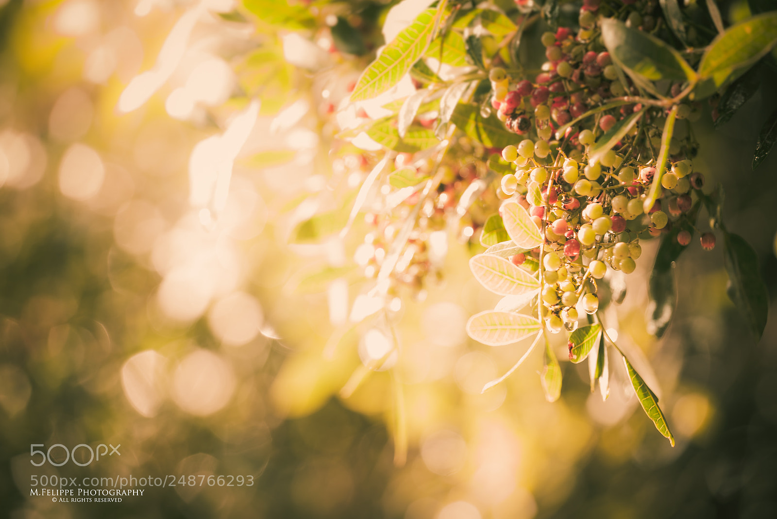 Sony a7S II sample photo. Nature #3 photography