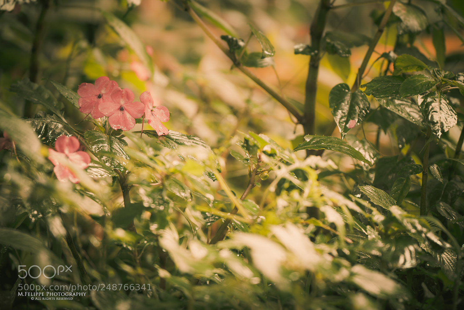 Sony a7S II sample photo. Nature #4 photography