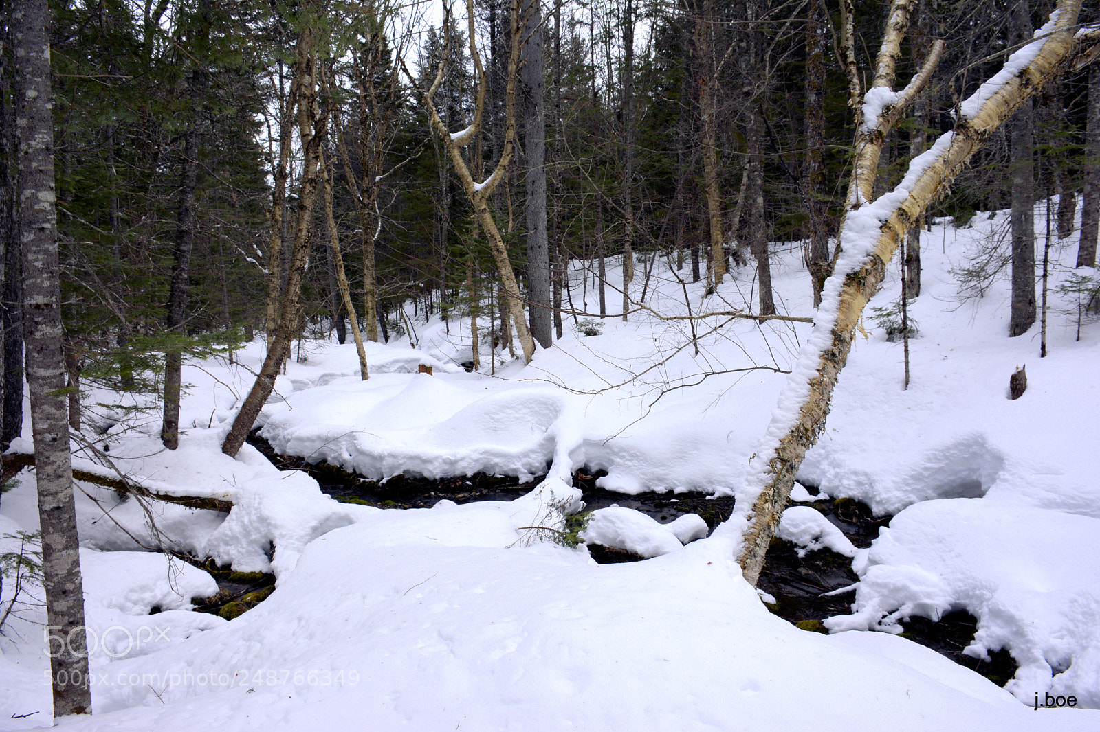 Nikon D7100 sample photo. 2018.03.05 - fletchers' woods photography