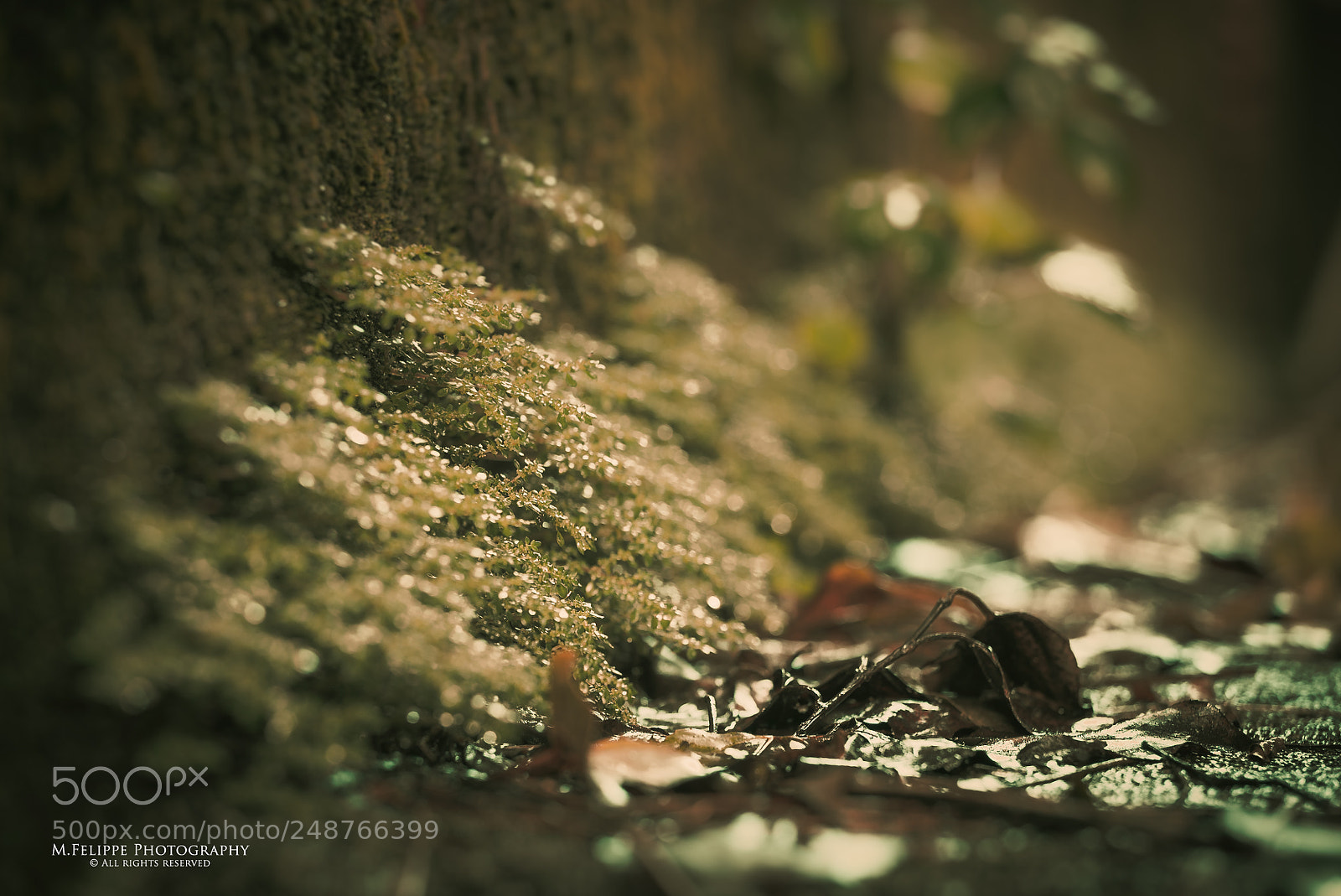 Sony a7S II sample photo. Nature #5 photography