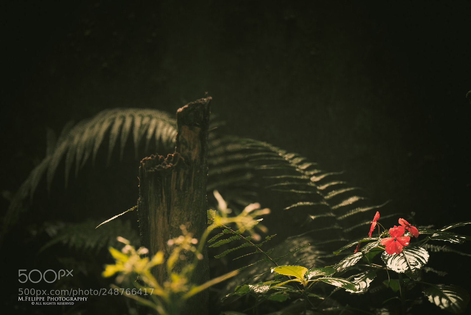 Sony a7S II sample photo. Nature #6 photography