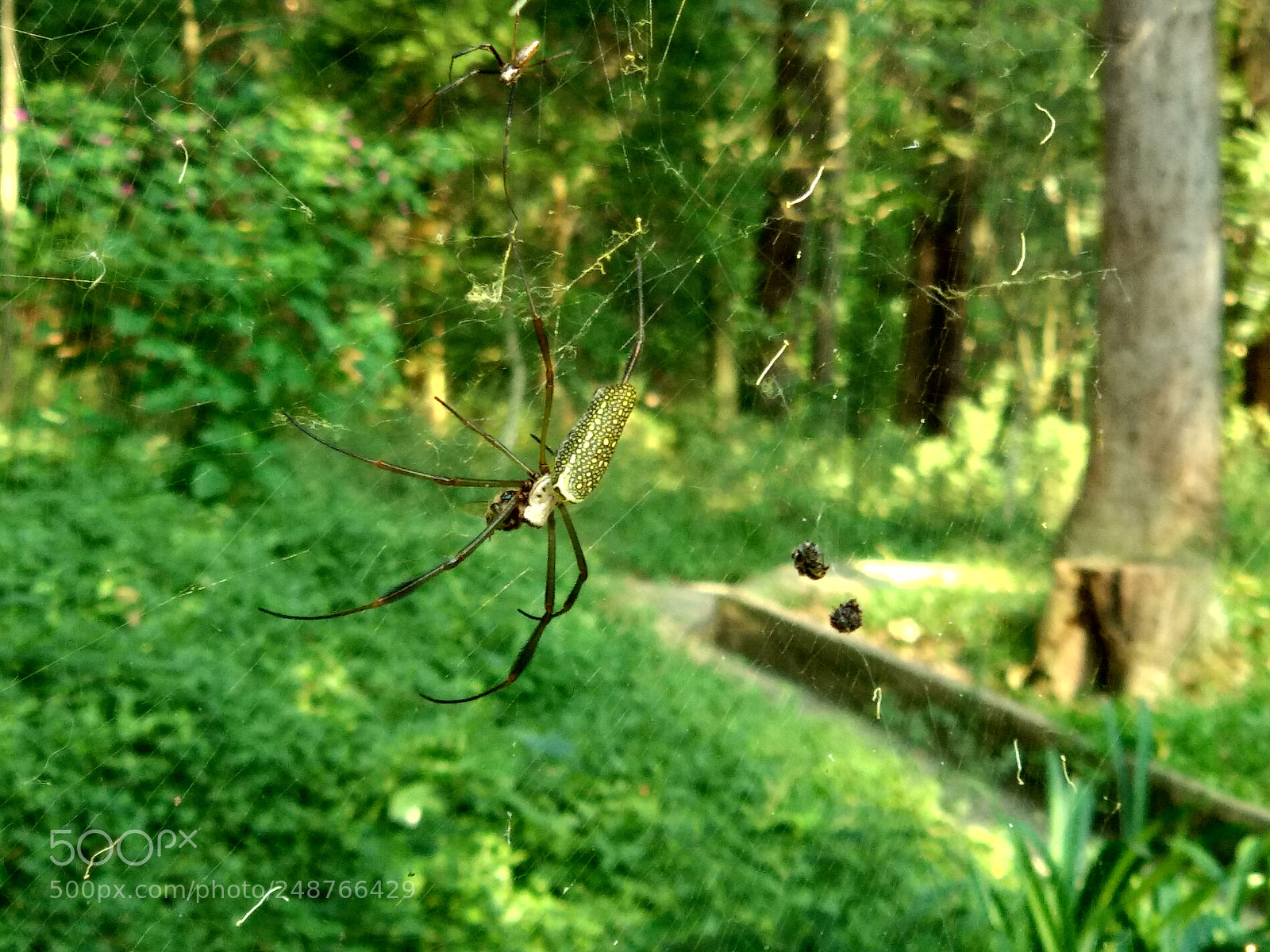 Xiaomi Mi A1 sample photo. Untitled photography
