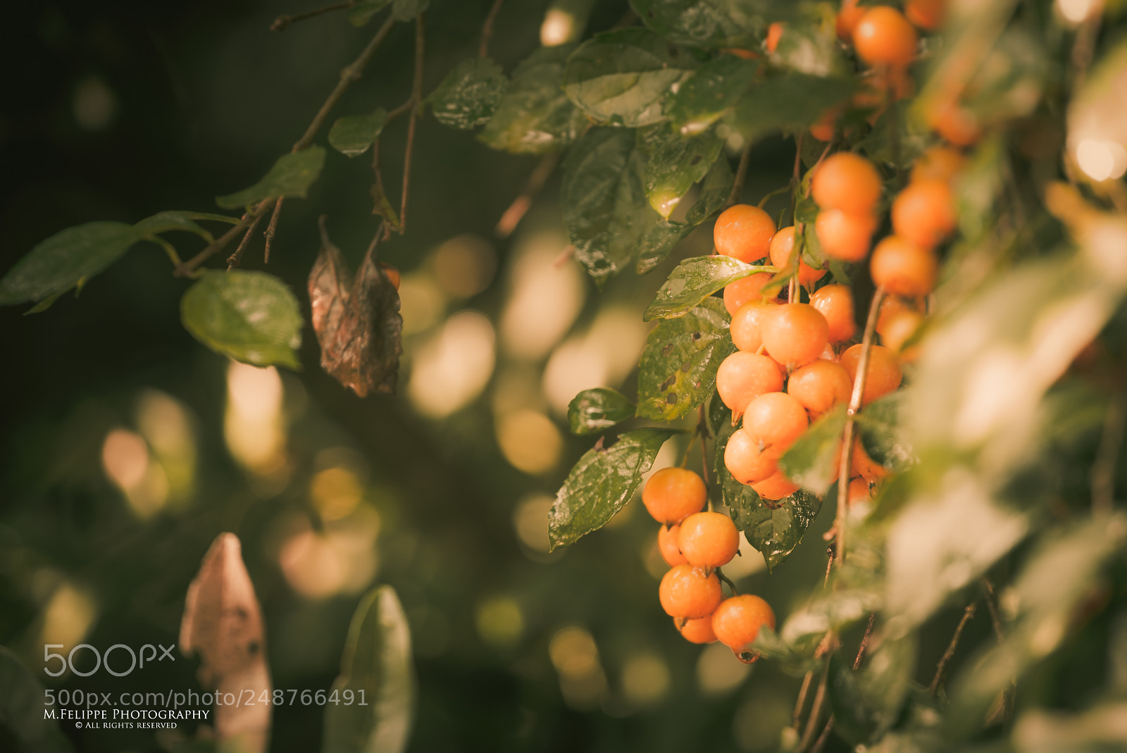 Sony a7S II sample photo. Nature #7 photography