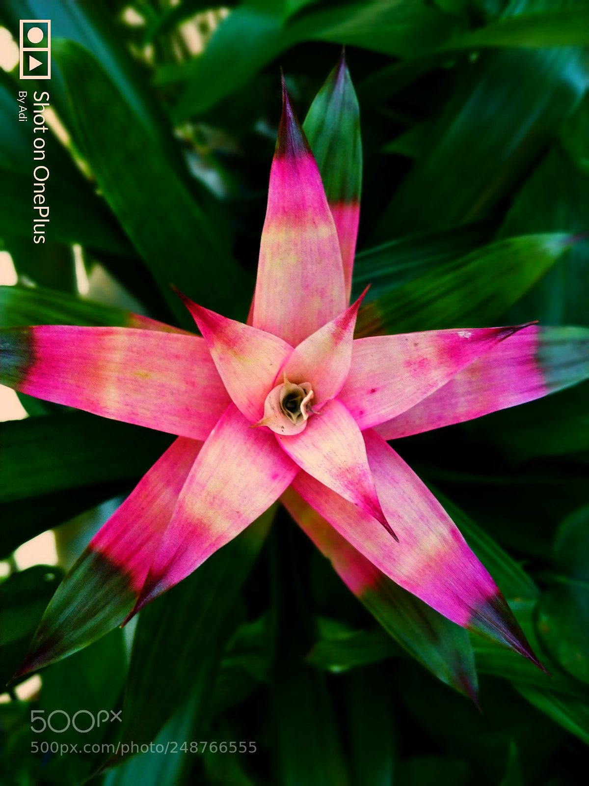 OnePlus 5T sample photo. Flower my life... photography