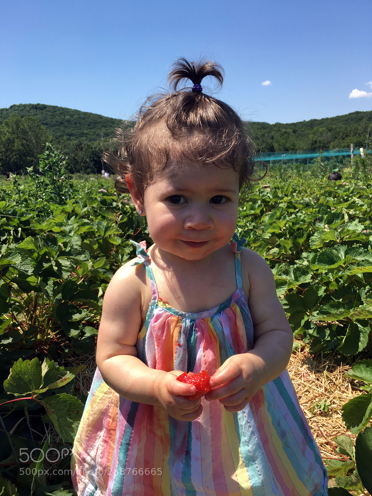 Apple iPhone sample photo. Strawberry fields photography