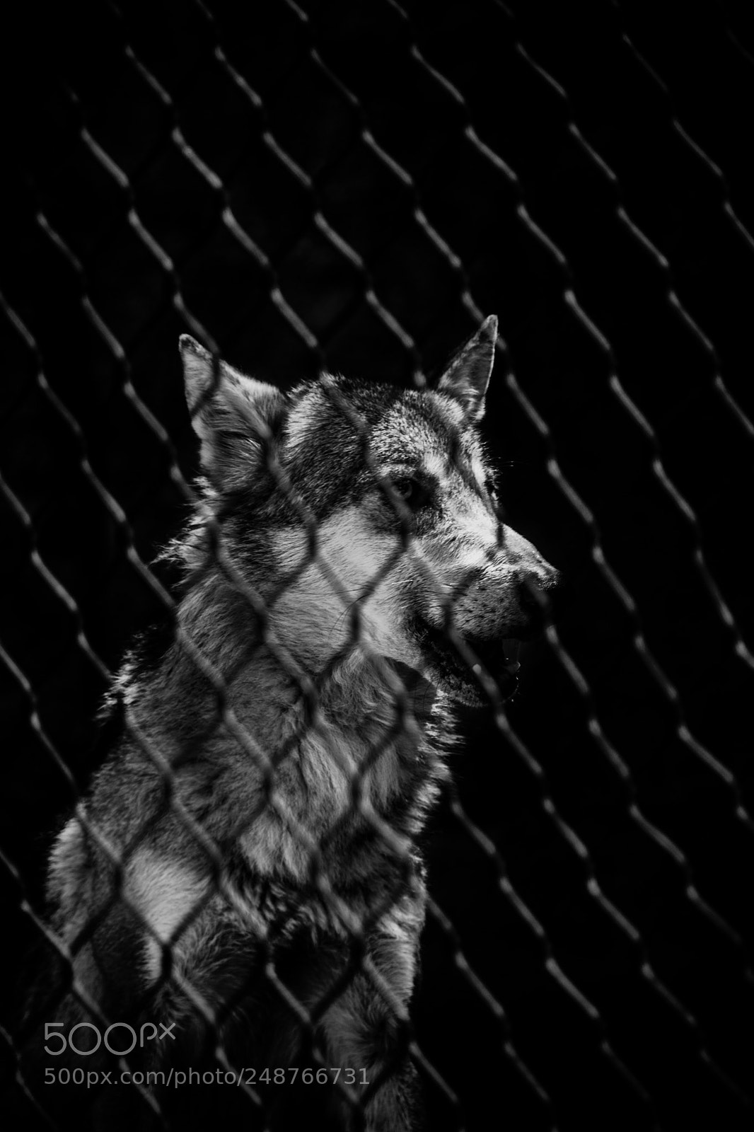 Nikon D7100 sample photo. In zoo of santiago photography