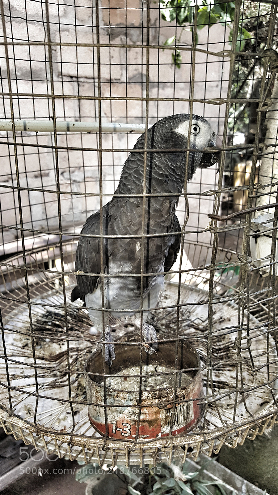 Samsung Galaxy S6 sample photo. Caged parrot photography