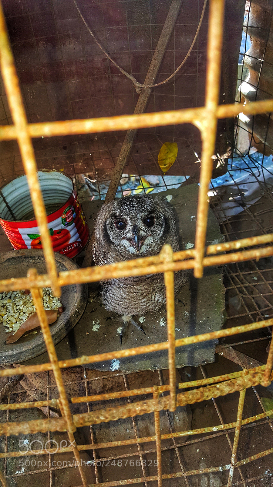 Samsung Galaxy S6 sample photo. Caged owl photography