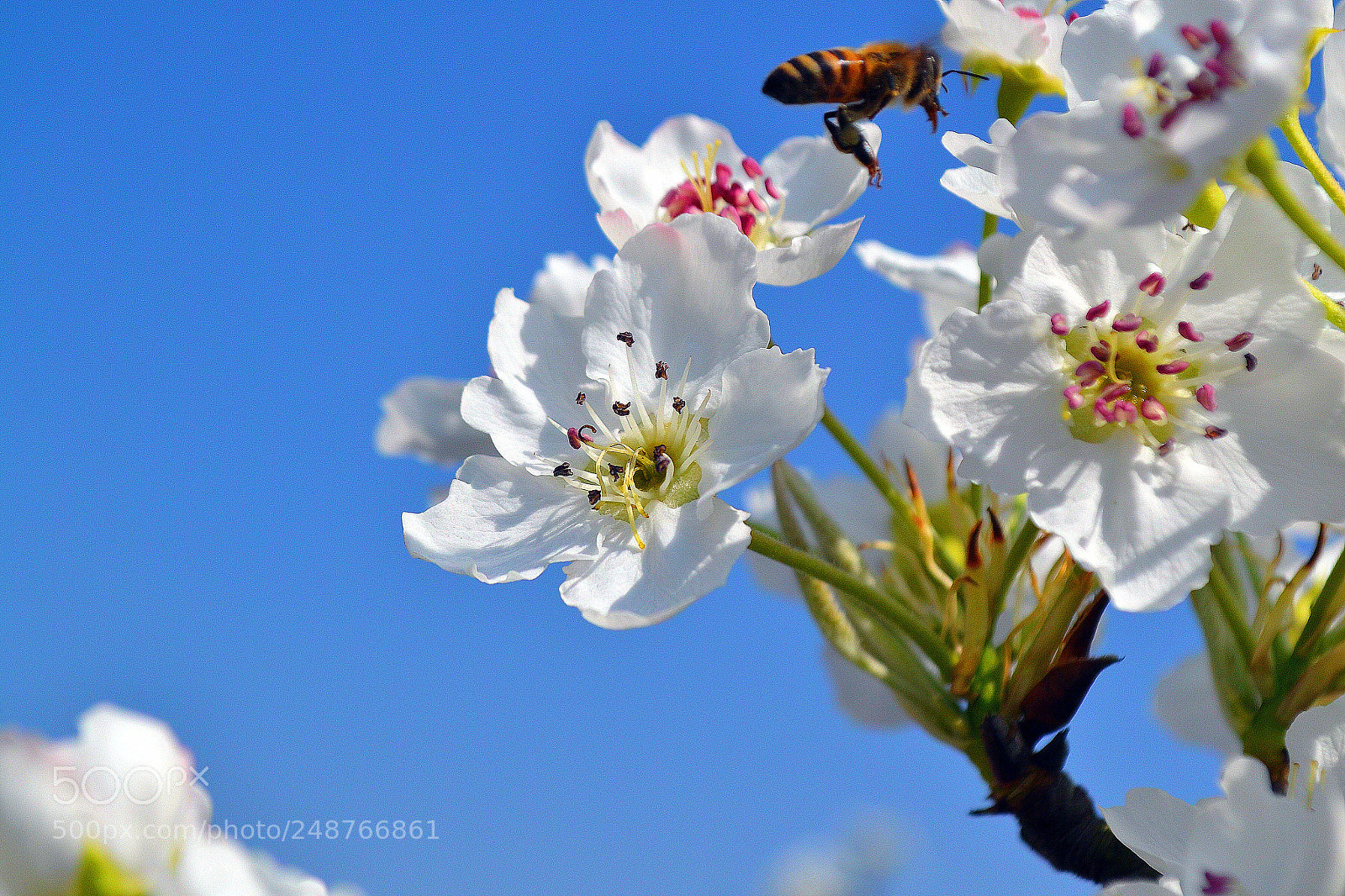 Nikon D3100 sample photo. Untitled photography