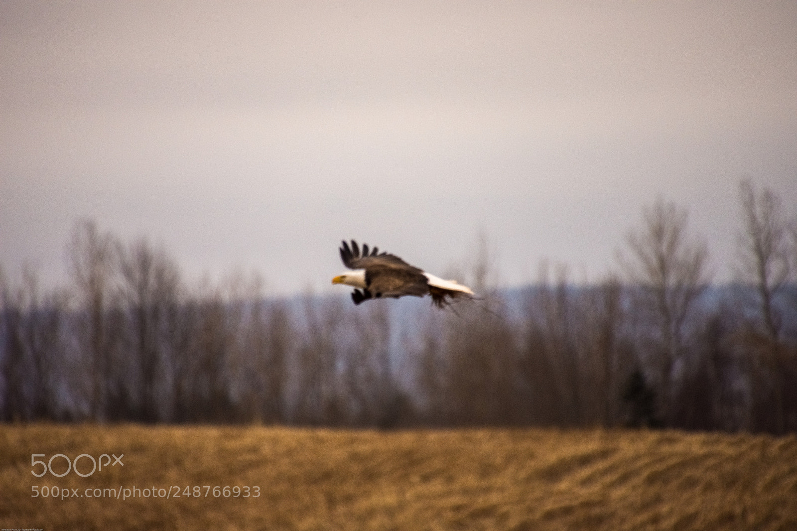 Nikon D7200 sample photo. Fly away photography