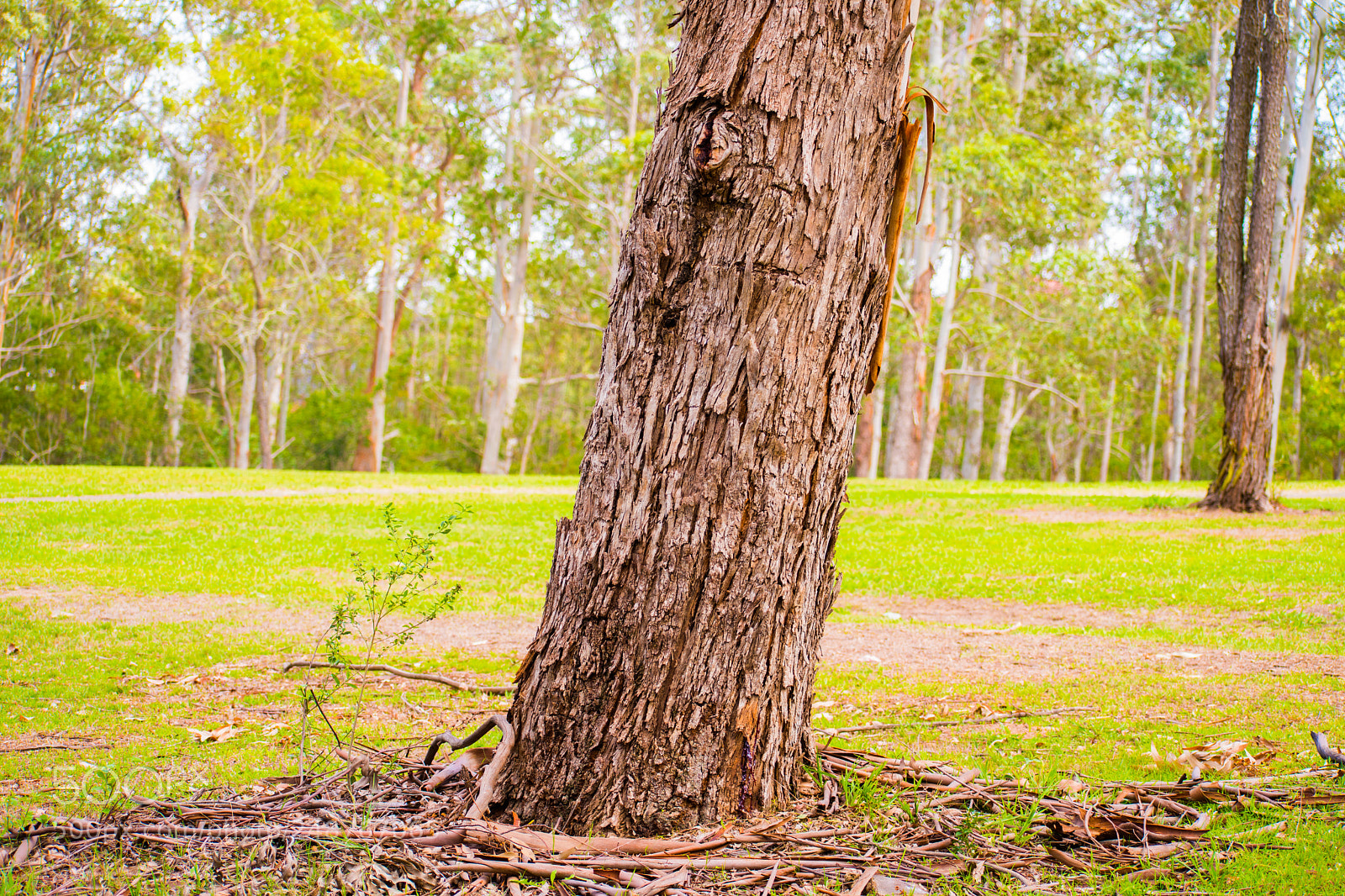 Nikon D7500 sample photo. Idle tree photography