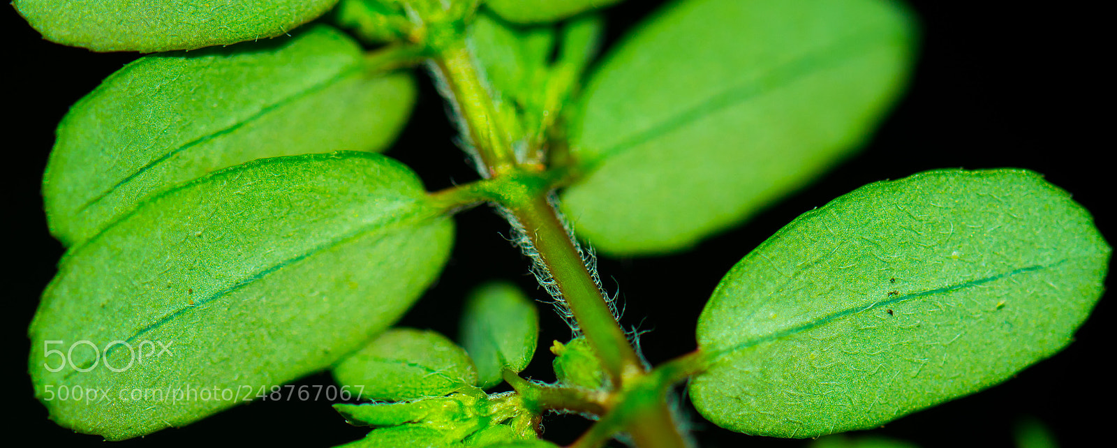 Nikon D7500 sample photo. Leaf photography
