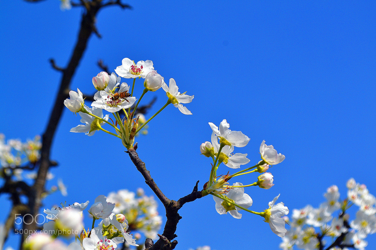 Nikon D3100 sample photo. Untitled photography