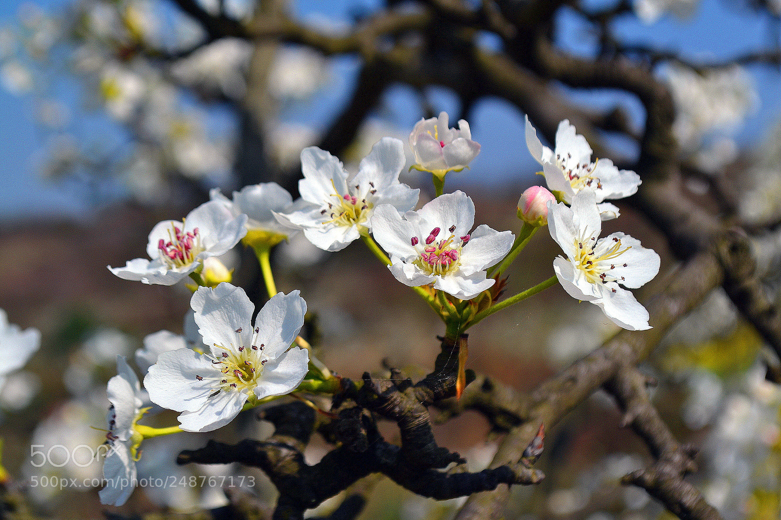 Nikon D3100 sample photo. Untitled photography