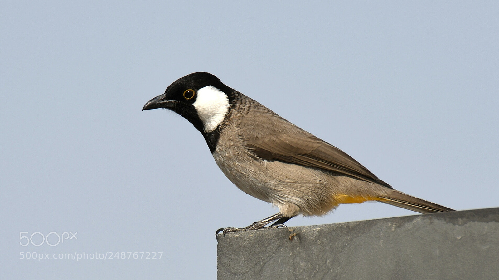 Nikon AF-S Nikkor 200-500mm F5.6E ED VR sample photo. White-eared bulbul photography