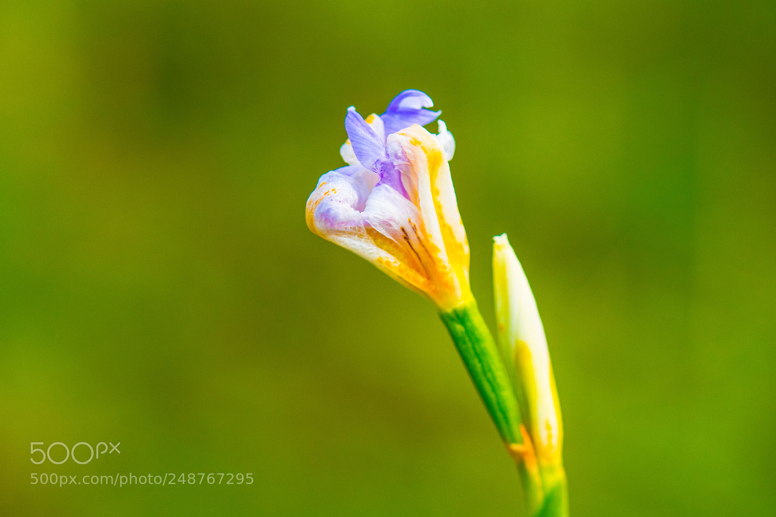 Nikon D7500 sample photo. Idle flower photography