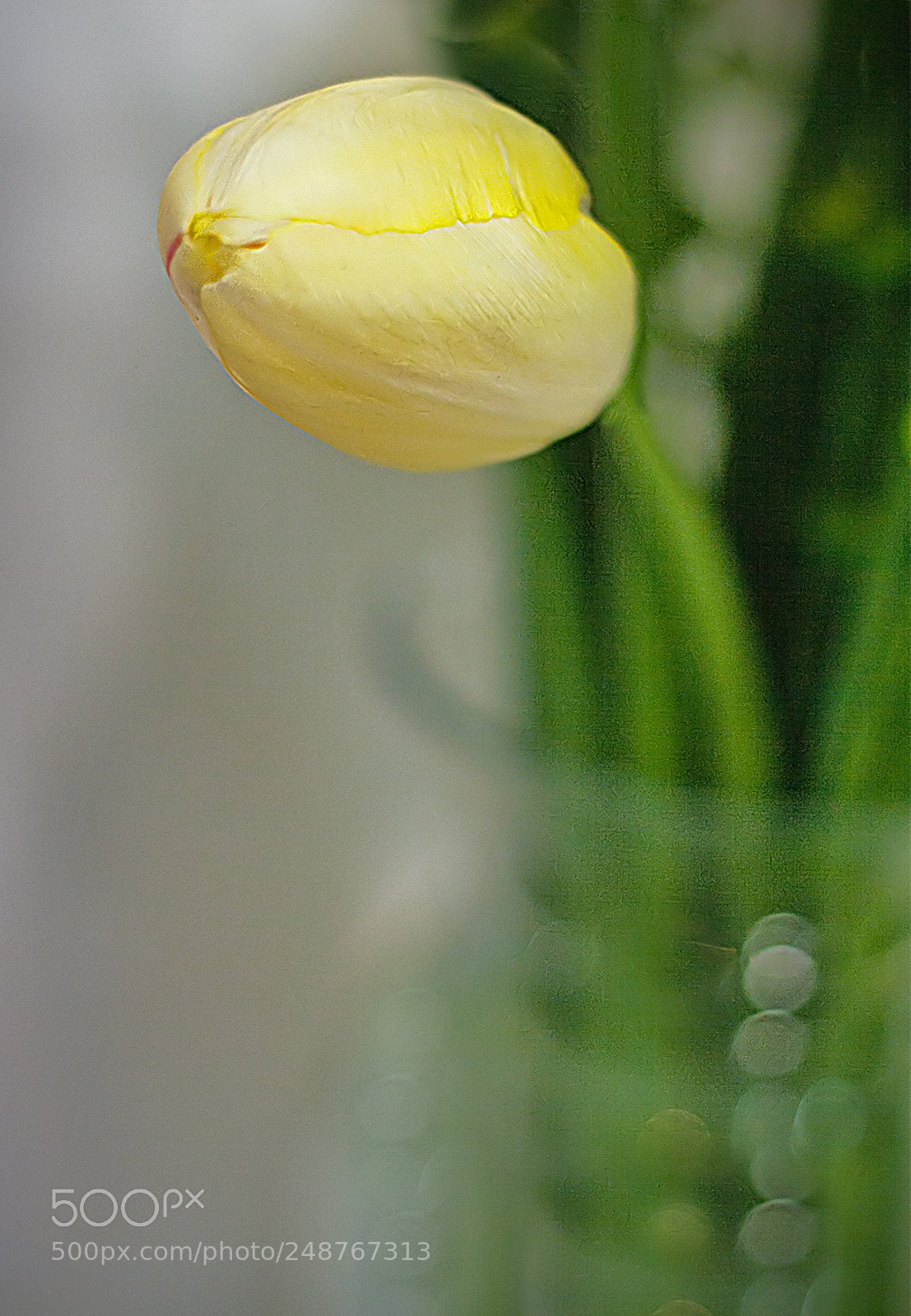 Canon EOS 1000D (EOS Digital Rebel XS / EOS Kiss F) sample photo. Tulip vase 2 photography