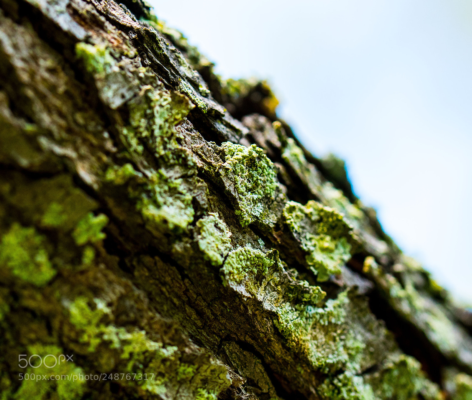 Nikon D7500 sample photo. Green tree photography