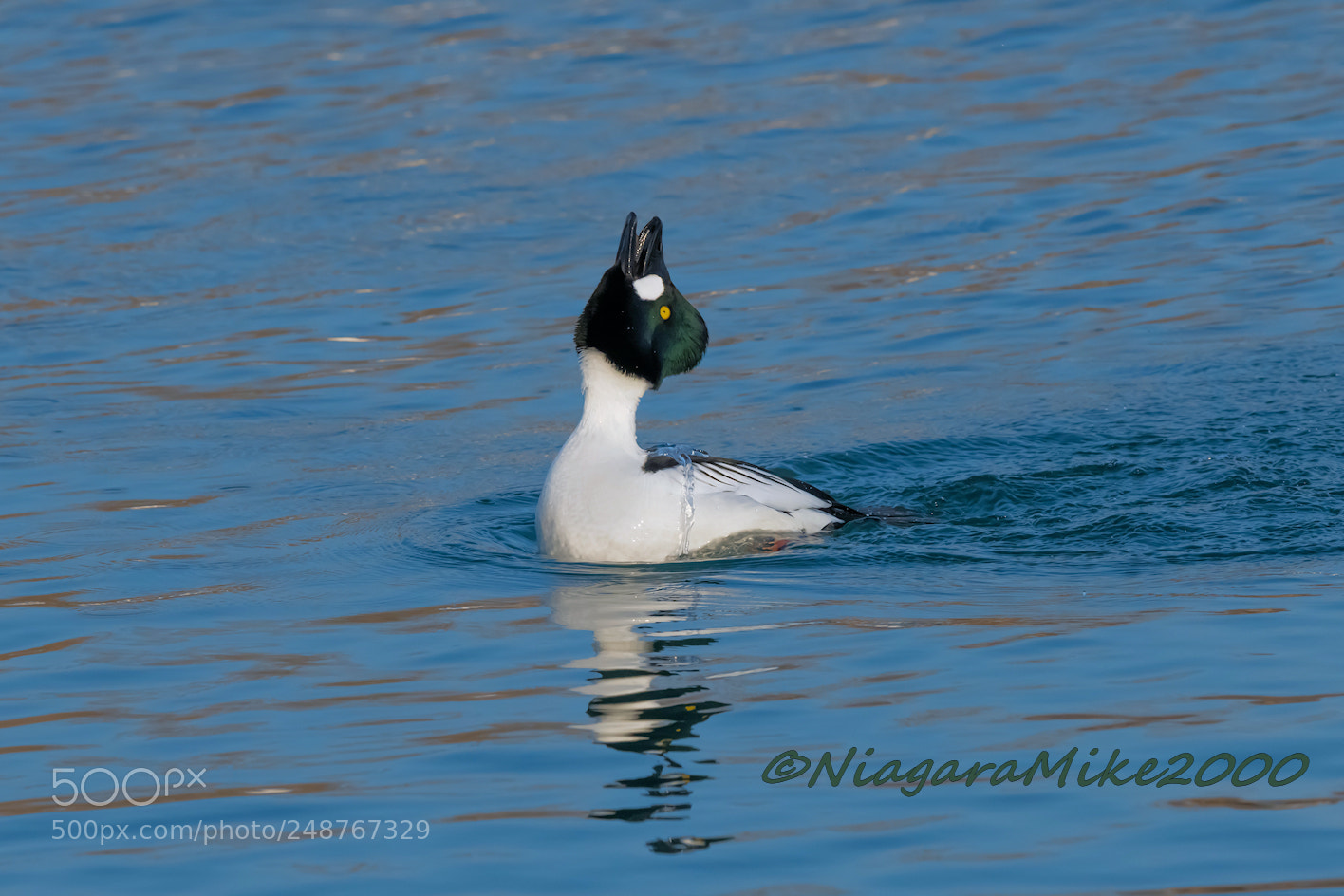 Nikon D850 sample photo. Common goldeneye spring display photography